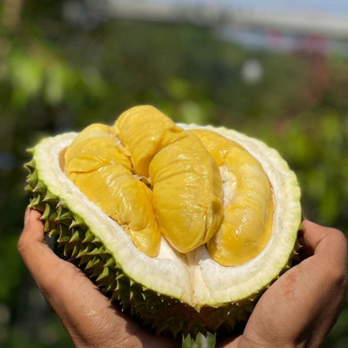Begini Cara Menanam Durian Bawor Agar Cepat Berbuah