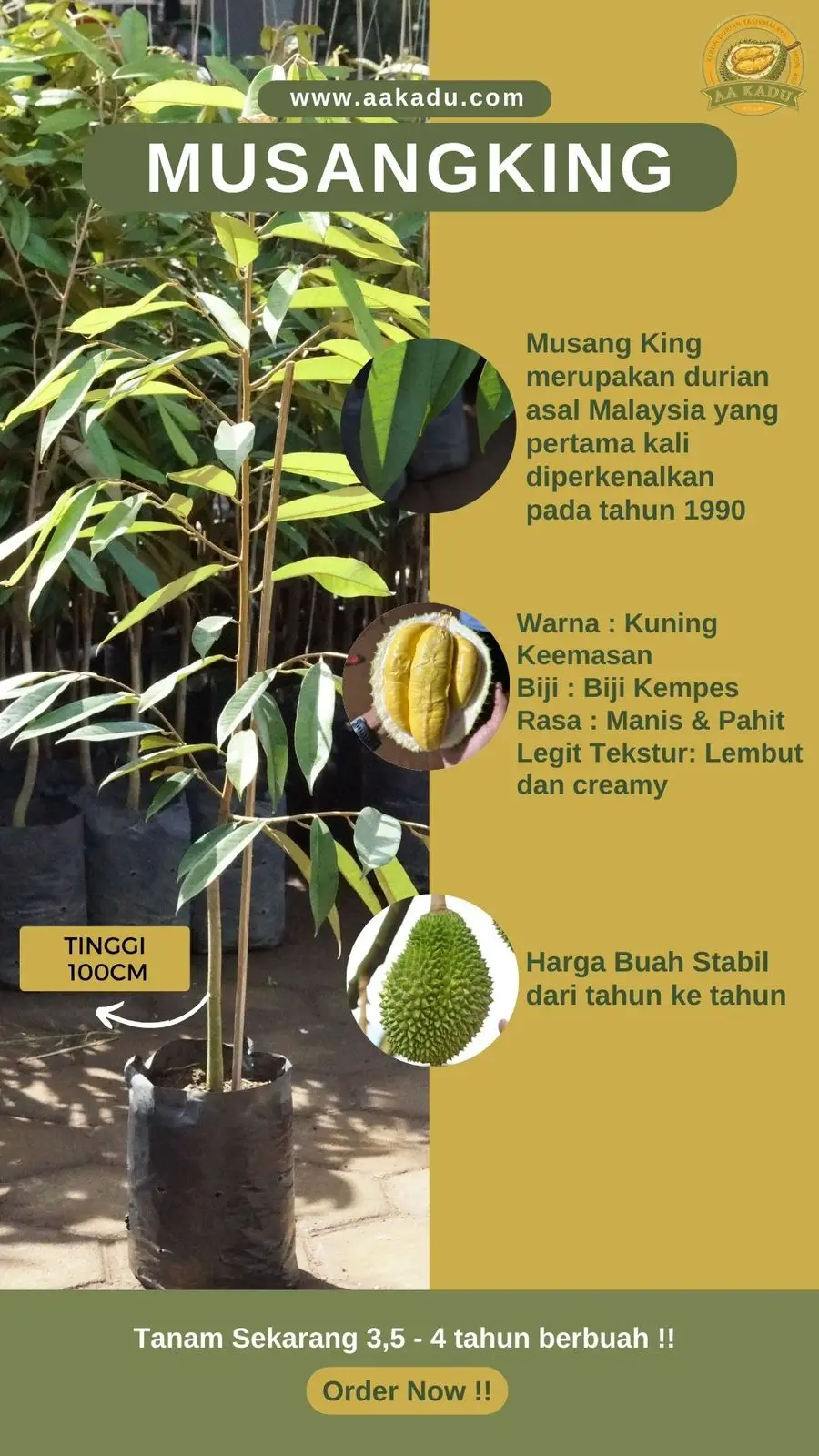 Bibit Durian Musang King Tinggi 100cm Premium Okulasi