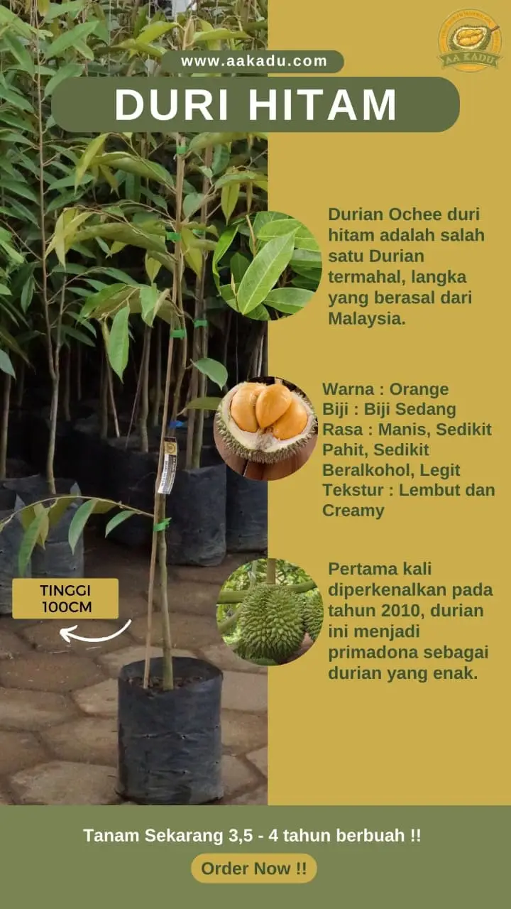 Bibit Durian Duri Hitam Tinggi 100cm Premium Okulasi