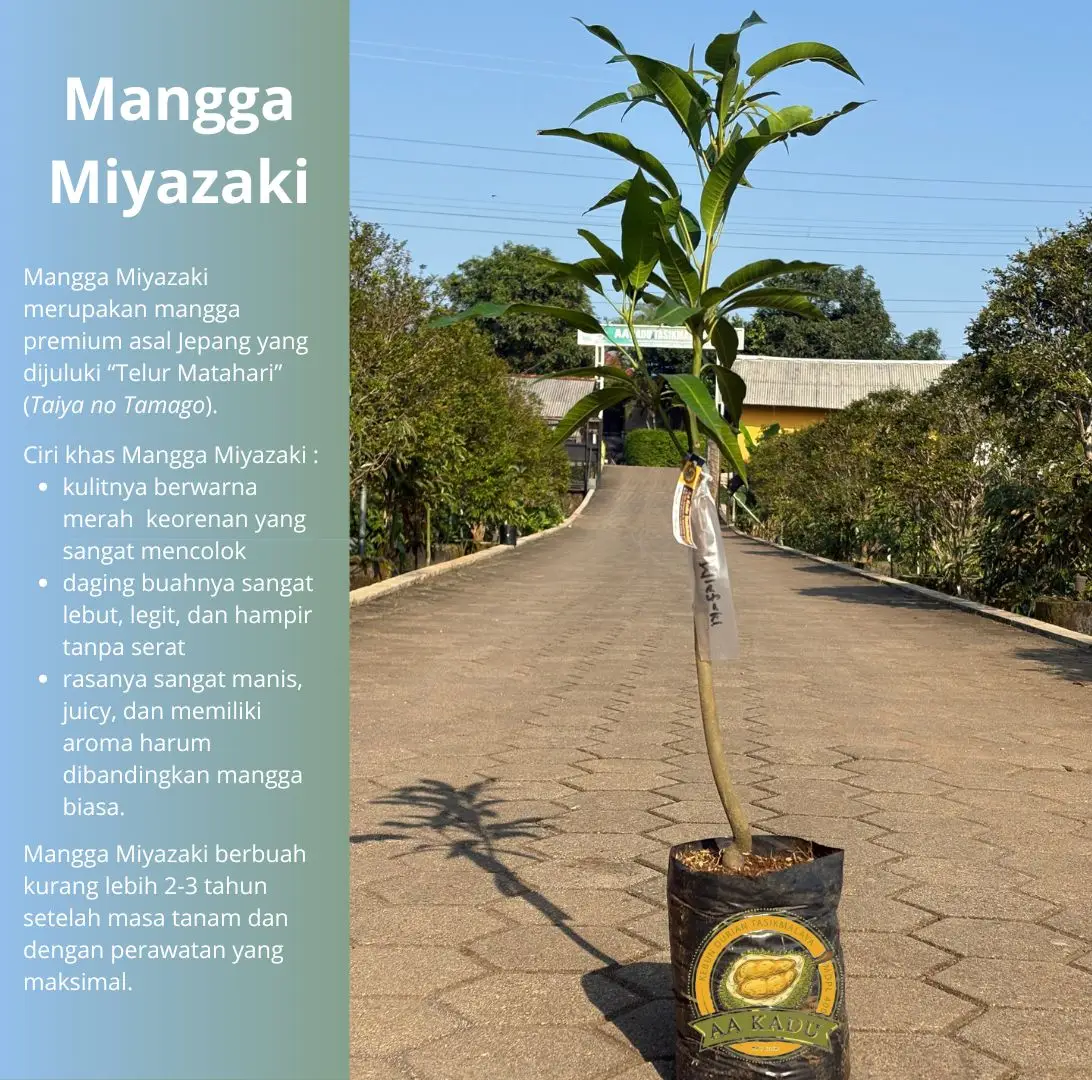 Bibit Okulasi Mangga Miyazaki Jepang