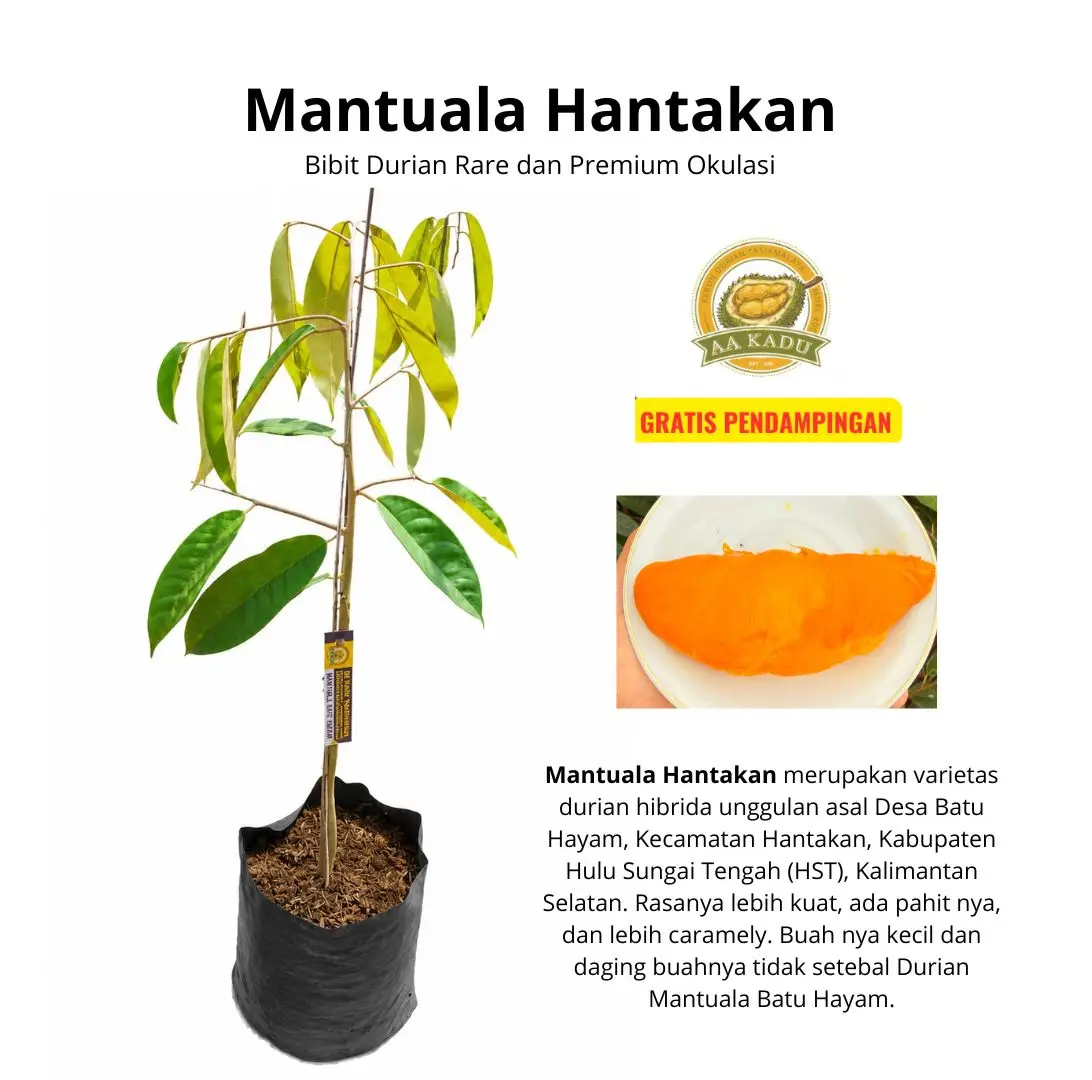 Bibit Durian Mantuala Hantakan Okulasi | Bibit Durian Rare dan Premium