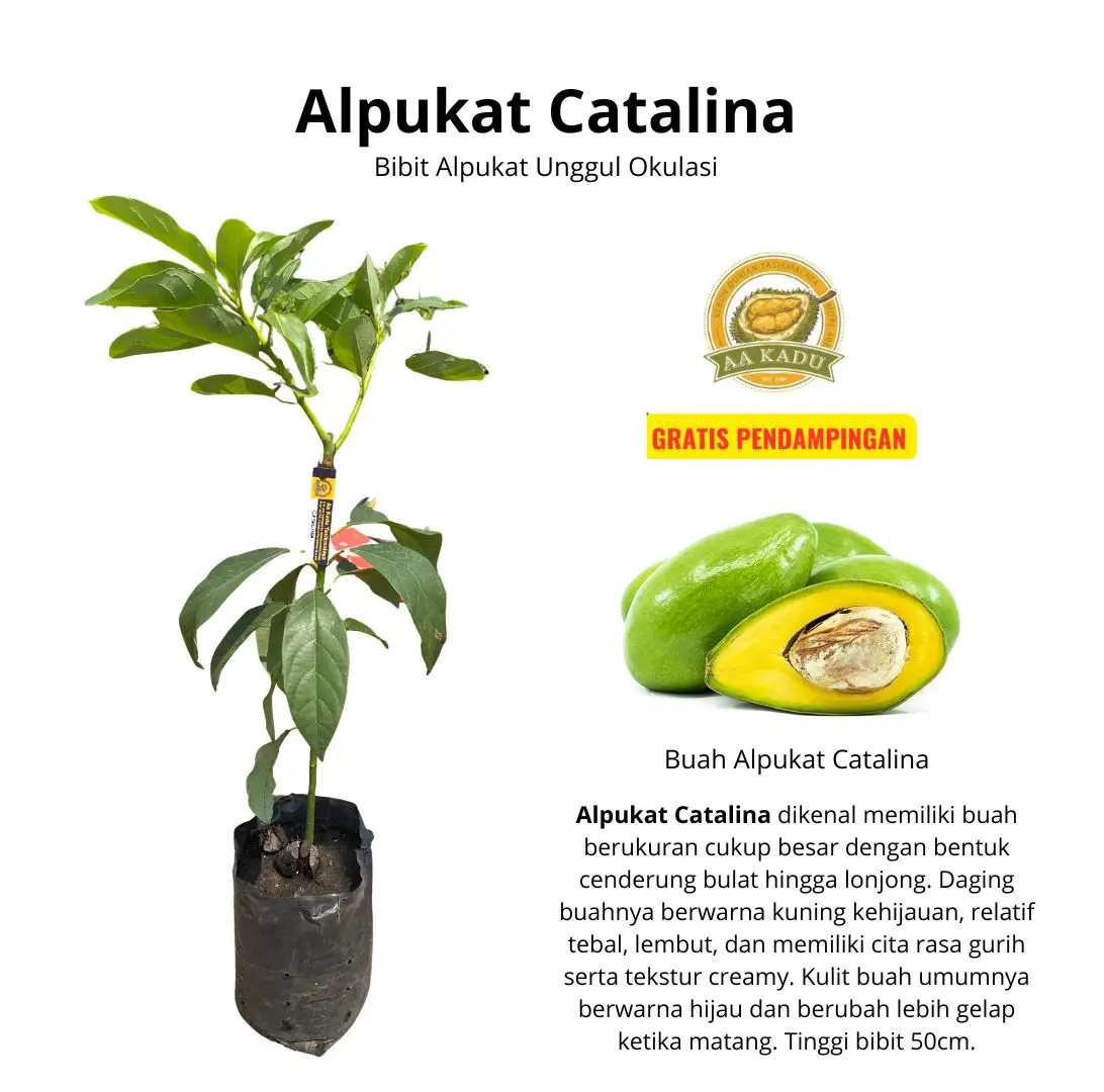 Bibit Alpukat Catalina Okulasi