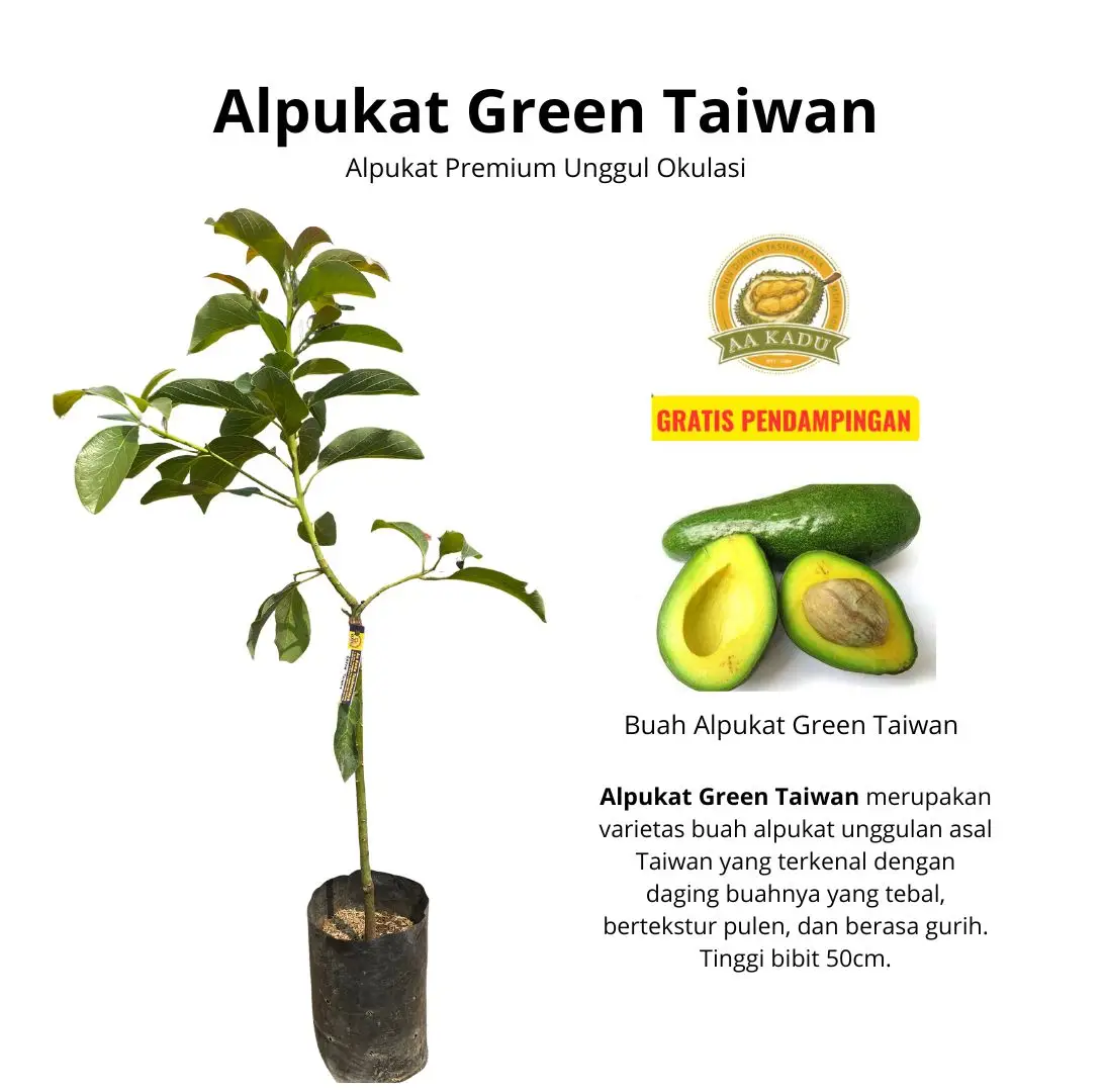 Bibit Alpukat Green Taiwan Okulasi