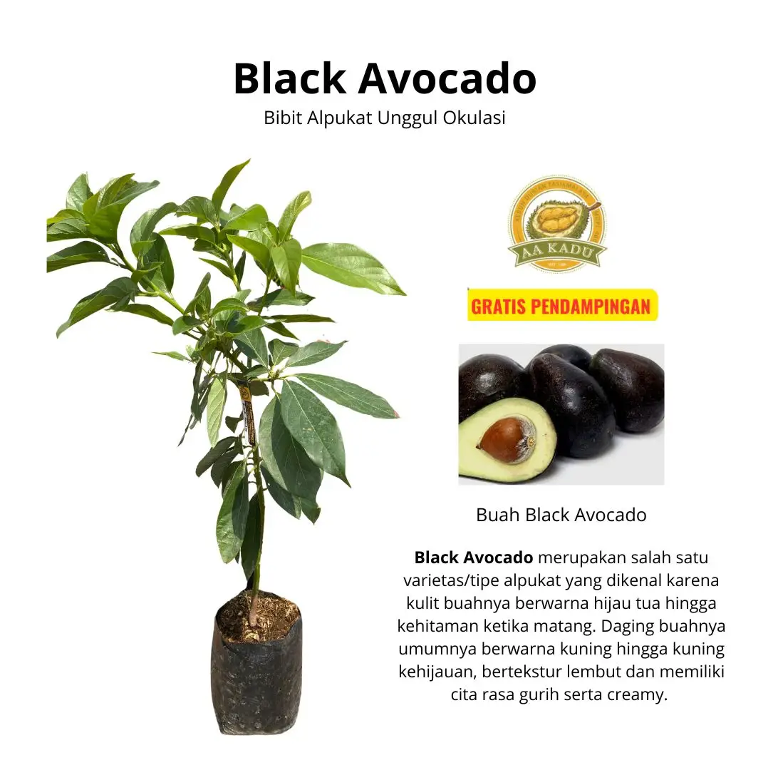 Bibit Alpukat Hitam/Black Avocado Okulasi